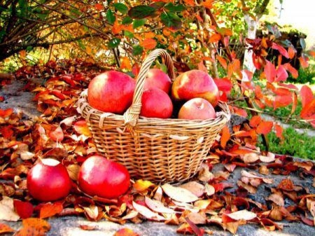 Садівники вирішили припинити збирати урожай яблук